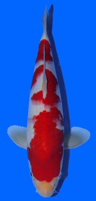 Kohaku Toshinobu Igarashi 35cm 16 Monate Male VHQ 