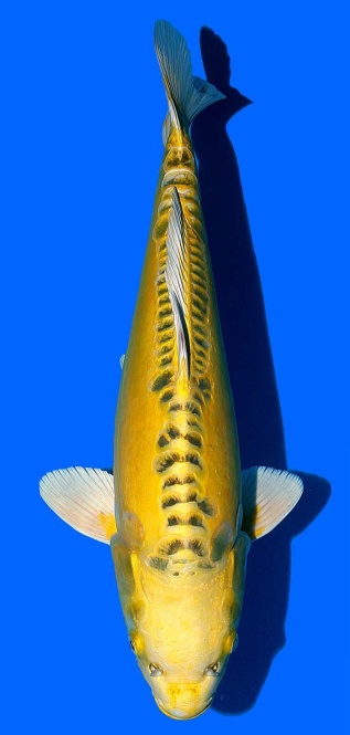 Aoki Tategoi Big Scale 43cm Nisai Female SHQ 