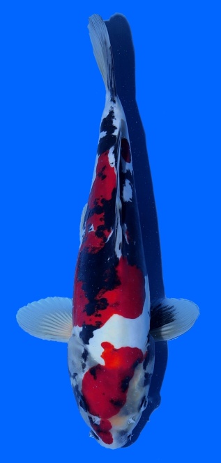Doitsu Showa Kawakami 35cm 16 Monate HQ 