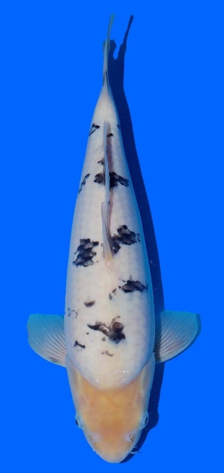 Bekko Sakai FF 40cm 16Mon VHQ 