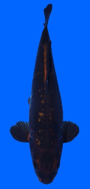 Bigscale Toshinobu Igarashi 42cm 16 Monate HQ 