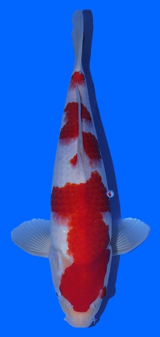 Kohaku Toshinobu Igarashi 38cm 16 Monate VHQ 