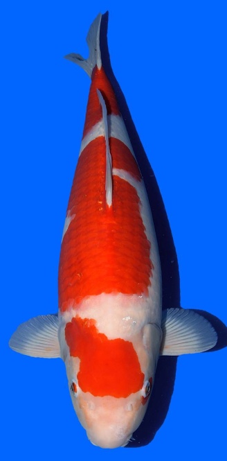 Kohaku Sakai FF 55cm Nisai Female VHQ 