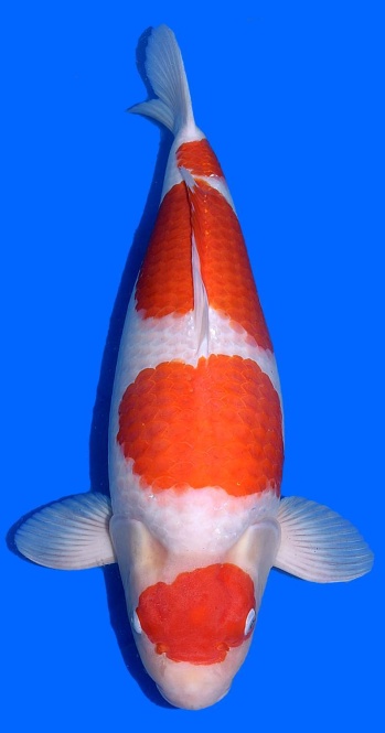 Maruten Kohaku Momotaro 63cm Sansai Female VHQ 