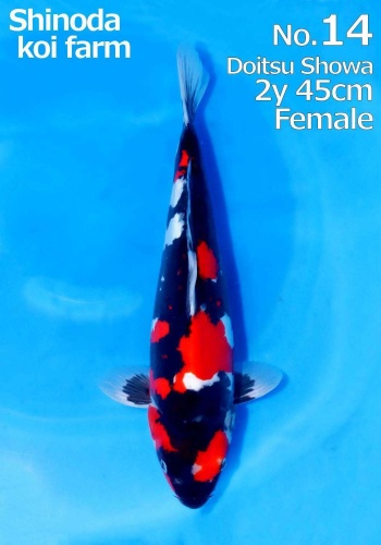Doitsu Showa Shinoda 45cm Nisai Female VHQ 