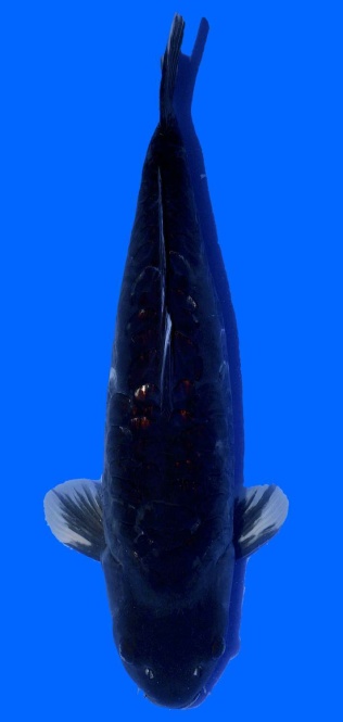 Bigscale Toshinobu Igarashi 65cm Sansai Female 