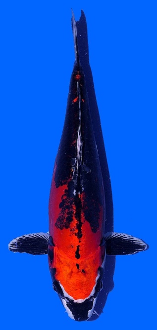 Benikikokuryu Aoki 42cm Nisai Female VHQ 