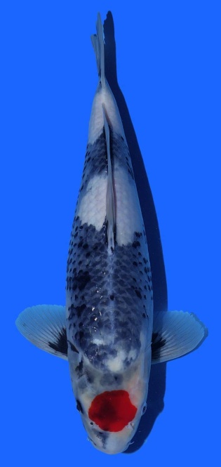 Tancho Showa Igarashi 40cm 16 Monate Female VHQ 