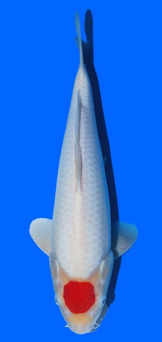 Tancho Kohaku Sakai FF 40cm 16Mon VHQ 