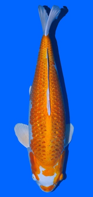 Ginrin Hariwake Toshinobu Igarashi 72cm Yonsai Female VHQ 