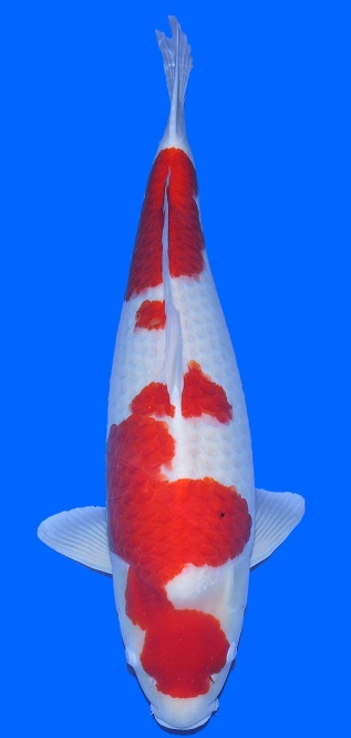 Kohaku Dainichi 70cm Gosai Female HQ 