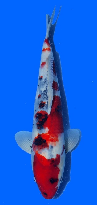 Showa Oya 45cm 16 Monate HQ 