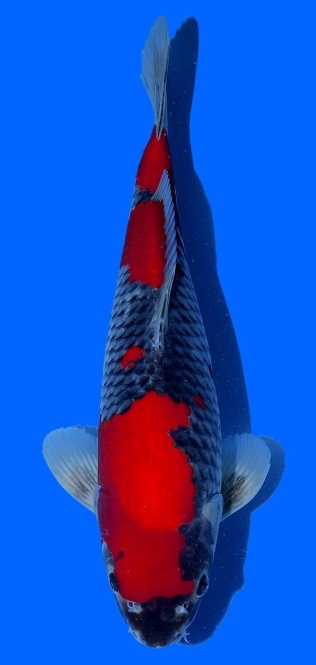 Goshiki Kawakami 42cm Nisai VHQ 