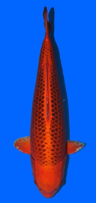 Kin Matsuba Higashi 68cm Sansai Female VHQ 