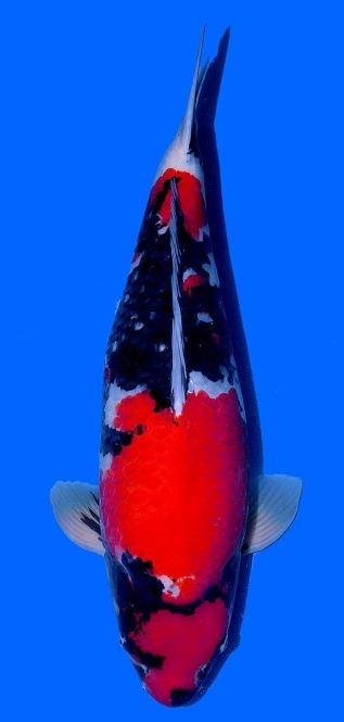 Showa Dainichi 68cm Sansai Female VHQ 