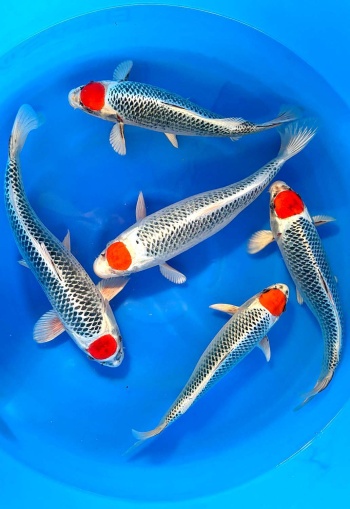 Tancho Kujaku Kaneko 40-45cm Nisai ab 990€ stck 