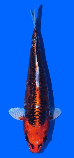 Bigscale Toshinobu Igarashi 35cm 16 Monate Female VHQ 