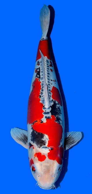 Benikikokuryu Ozumi Ikarashi 68cm Female VHQ 