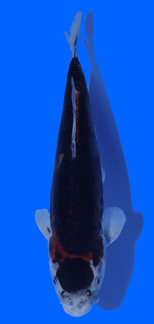 Kawari Toshinobu Igarashi 42cm 16 Monate HQ 