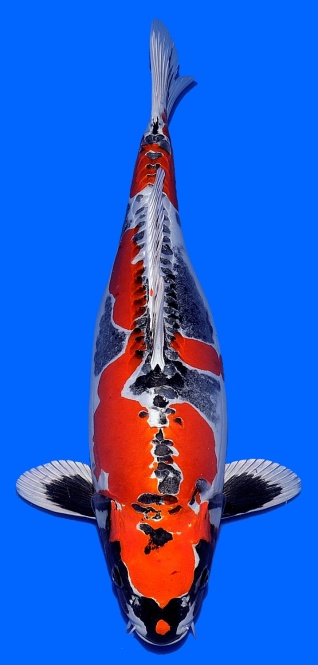 Benikikokuryu Ozumi Igarashi 56cm Sansai Female SHQ - VERKAUFT! 