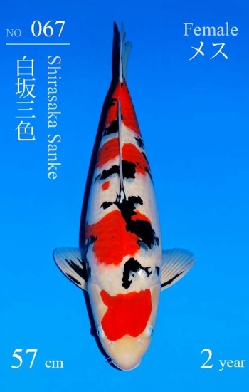 Sanke Sakai FF 57cm Nisai Female SHQ 