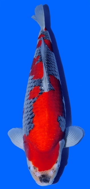 Goshiki Kawakami 54cm Nisai Female VHQ 