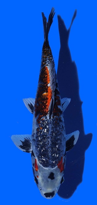 Kawari Toshinobu Igarashi 35cm SHQ 