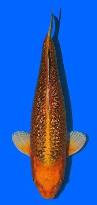 Ginrin Matsuba Momotaro 50cm Nisai Male VHQ 