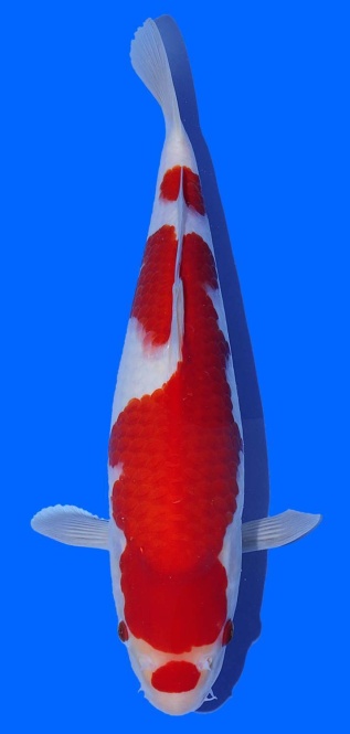 Kohaku Igarashi 36cm 16 Monate VHQ 