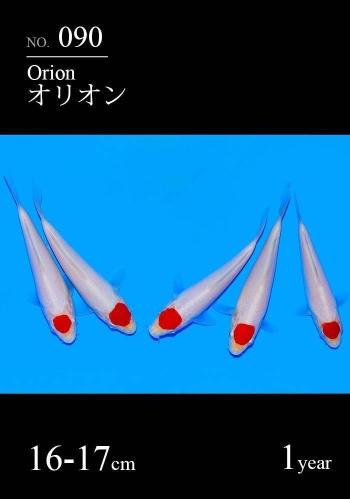 Tancho Kohaku Sakai FF Tosai 16-17cm VHQ Stck 490€ 