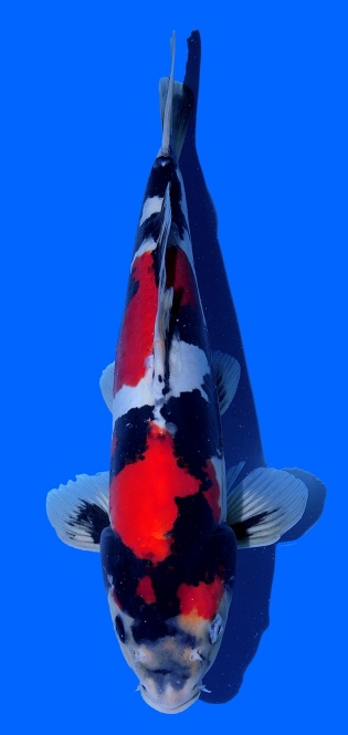 Doitsu Showa Kawakami 40 cm 16 Monate VHQ 