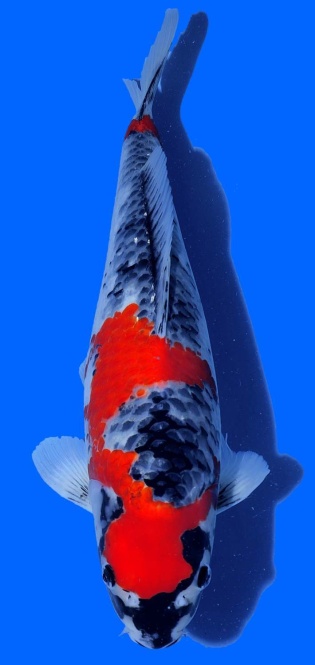 Kawakami Special Goshiki 42cm Nisai HQ 