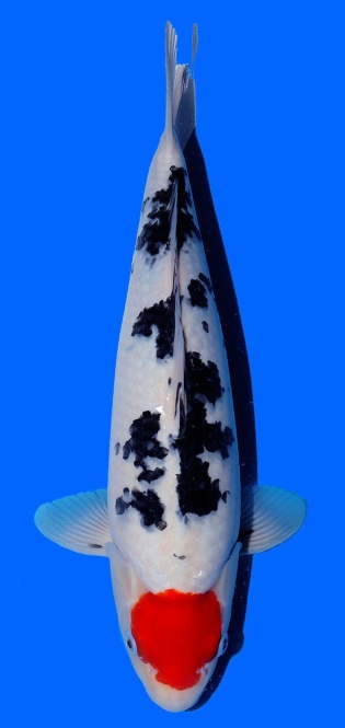 Tancho Sanke Sakai FF 40cm 16Mon Female VHQ 