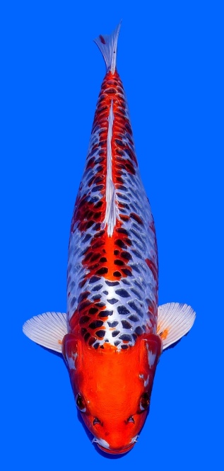 Big Scale Ozumi Igarashi 51cm Sansai Female 