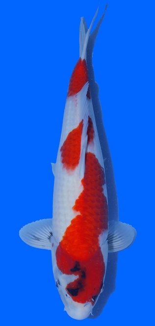 Oya Showa 48cm 16 Monate VHQ 