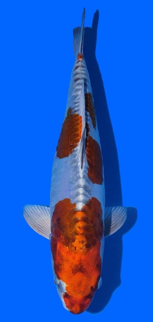 Metalic Ochiba Ozumi Igarashi 37cm 16 Monate Female VHQ 