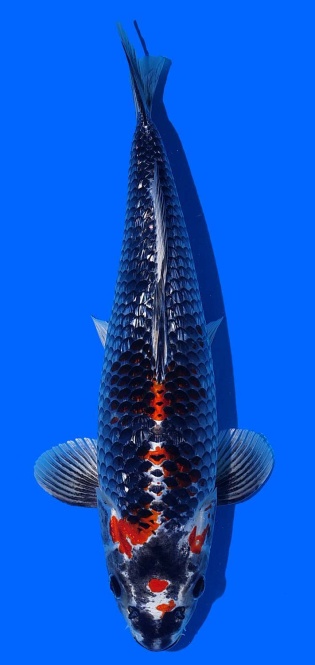 Ginga Toshinobu Igarashi 36cm 16 Monate HQ 