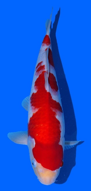 Kohaku Toshinobu Igarashi 38cm 16 Monate VHQ 