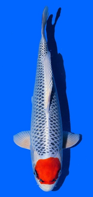 Tancho Kujaku Saito 42cm 16 Monate VHQ 