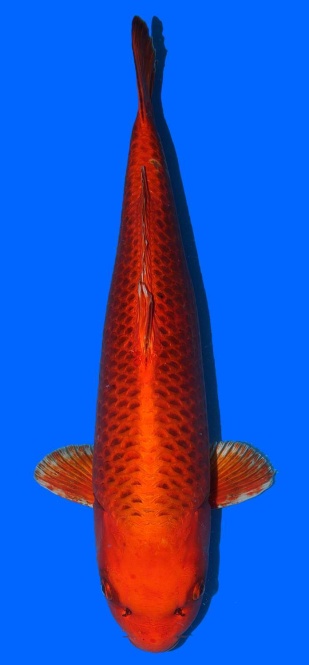 Kin Matsuba Higashi 60cm Sansai Female VHQ 