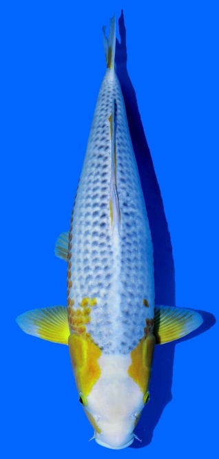 Ki Kanoko Asagi Taniguchi 62cm Nisai Female VHQ 