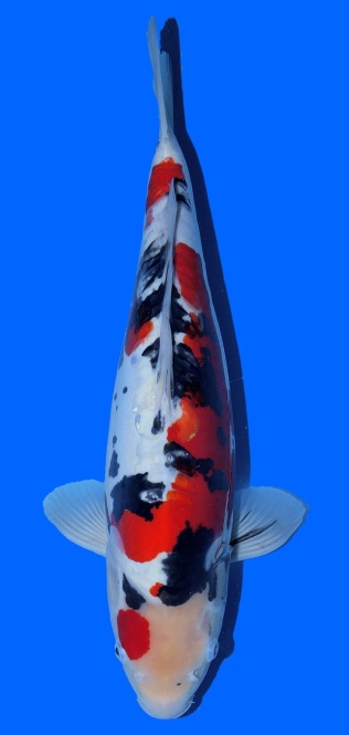 Doitsu Sanke Aoki 47 cm Sansai Female 