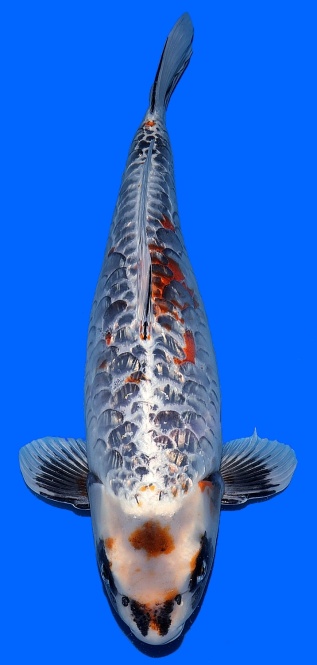 Ginrin Bigscale Igarashi 62cm Sansai Female VHQ 