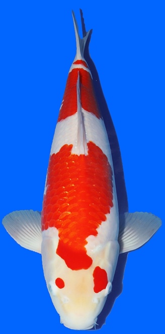 Kohaku Matsue 50cm Nisai Female VHQ 
