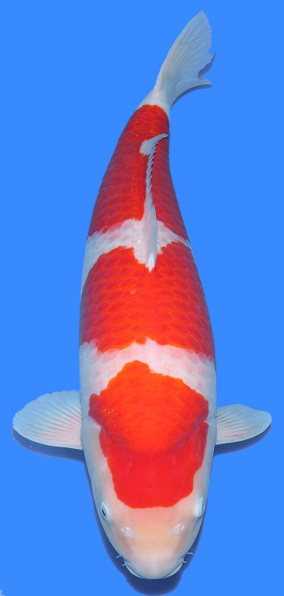 Kohaku Sakai FF 66cm Sansai Female HQ 