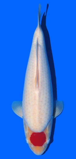 Tancho Kohaku Sakai FF 45cm 16Mon Female VHQ 
