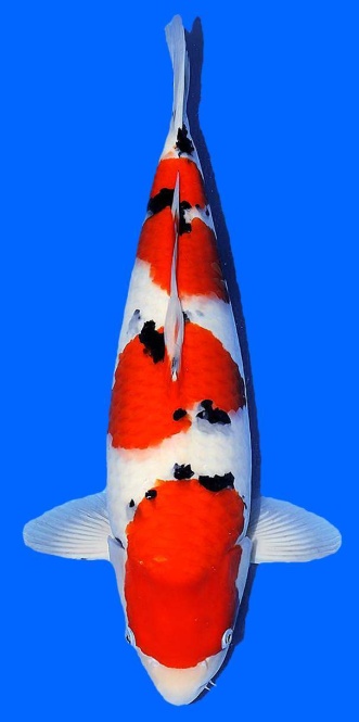 Sanke Sakai Ltd 53cm Nisai Female SHQ 