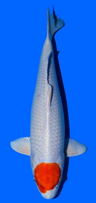 Tancho Sakura Ogon Saito 45cm 16 Monate Female VHQ 