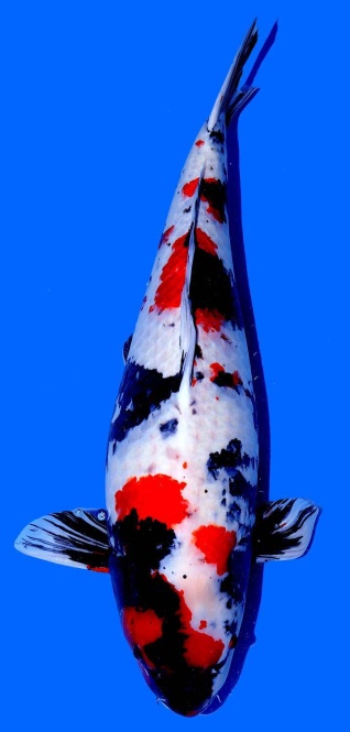 Showa Maruju 80cm 13J Female HQ 