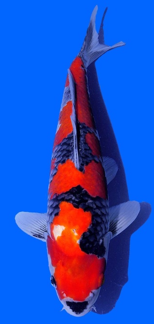 Curo Goshiki Aoki 35cm Nisai Female HQ 